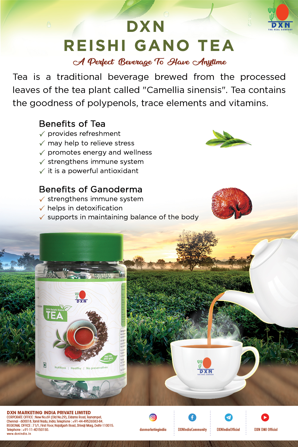 DXN Reishi Gano Tea